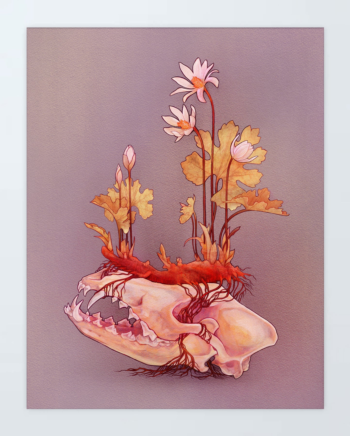 Bloodroot (Light): Print