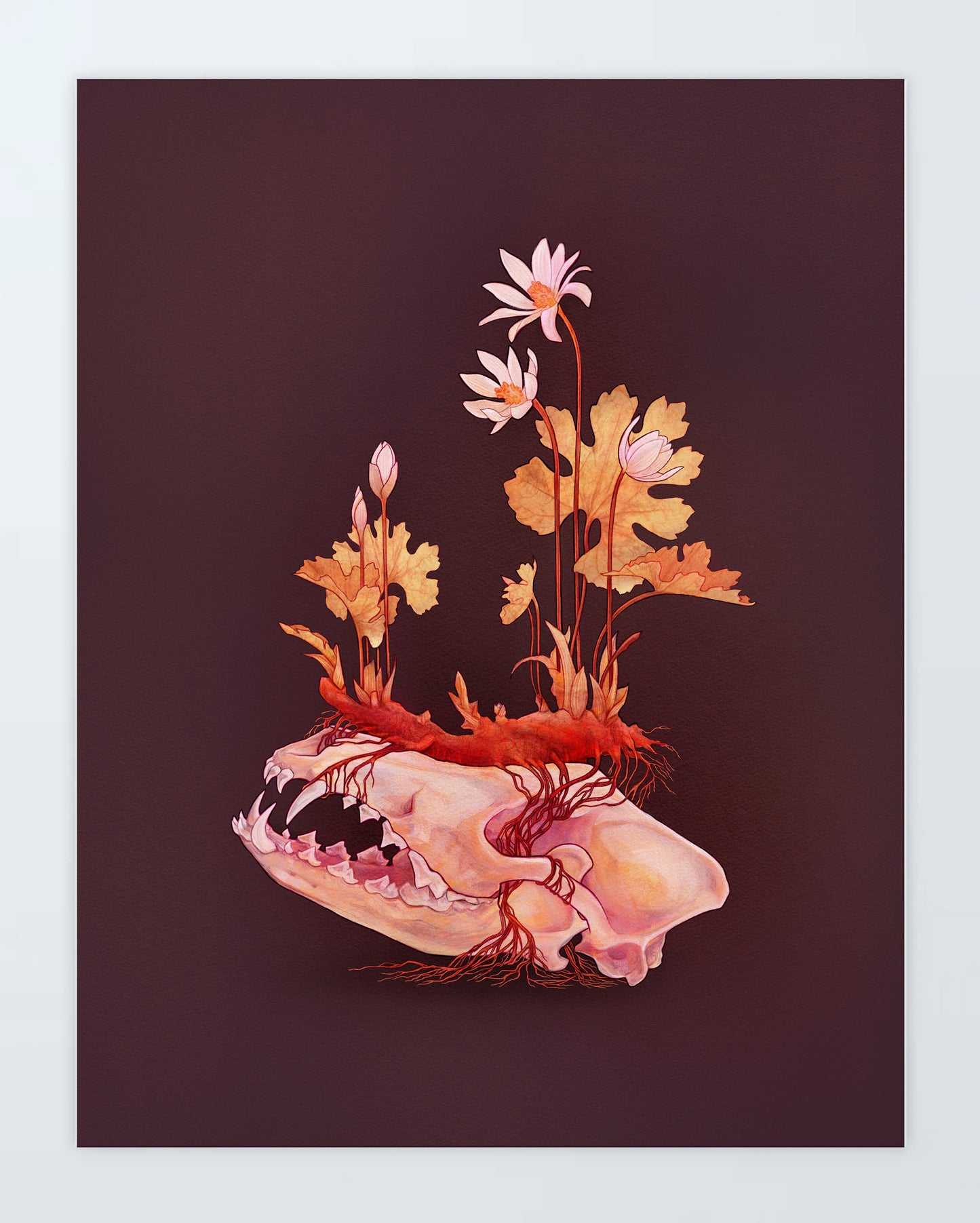 Bloodroot (Dark): Print